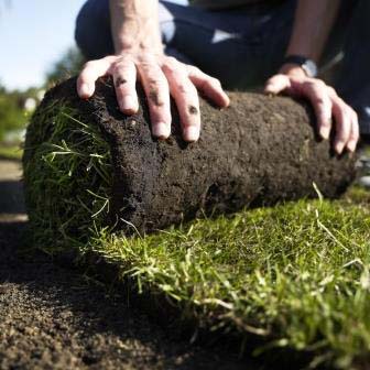 Turf growing